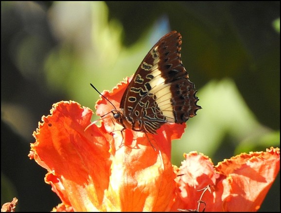 Bot - White-barred Emperor