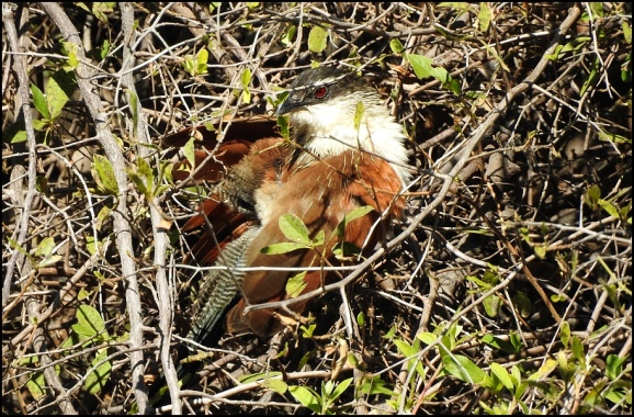 Bot - White-browed Coucal