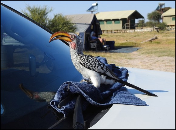 Bot - Yellow-billed Hornbill