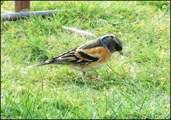 Brambling 190219