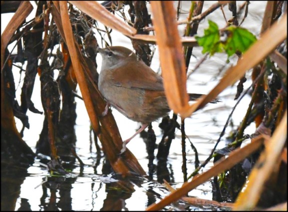 Cetti's Warbler 170219