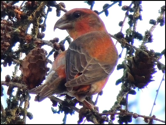 Crossbill 140219