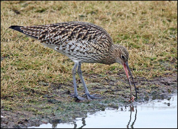 Curlew 060219