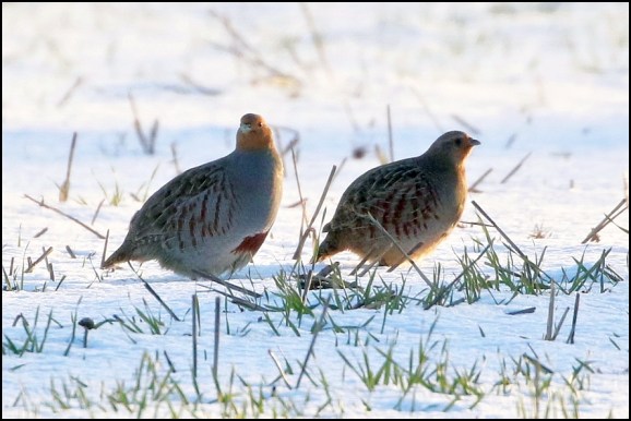 Grey Partridges 020219