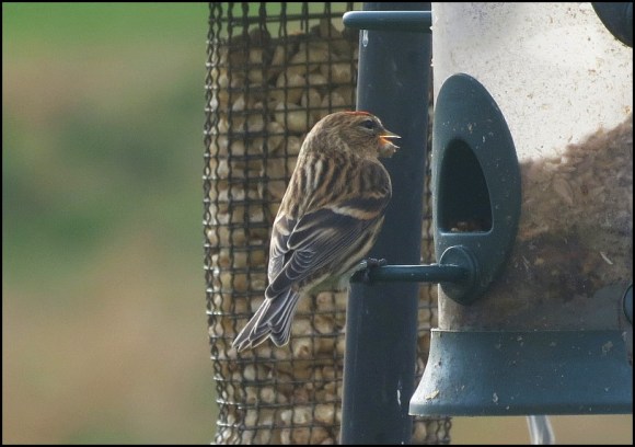 Lesser Redpoll 190219