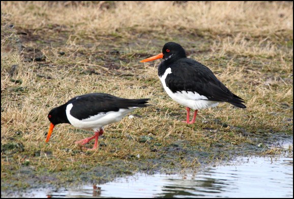 Oystercatchers 120219