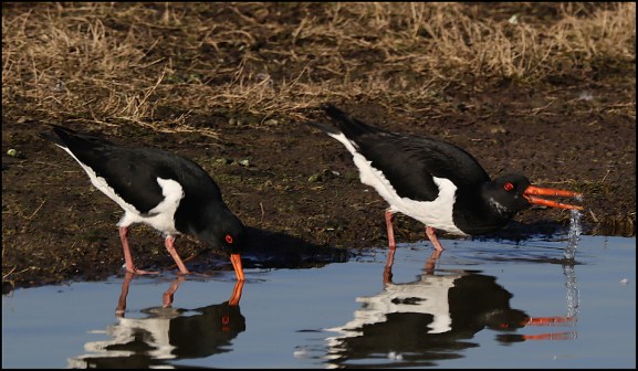 Oystercatchers 140219