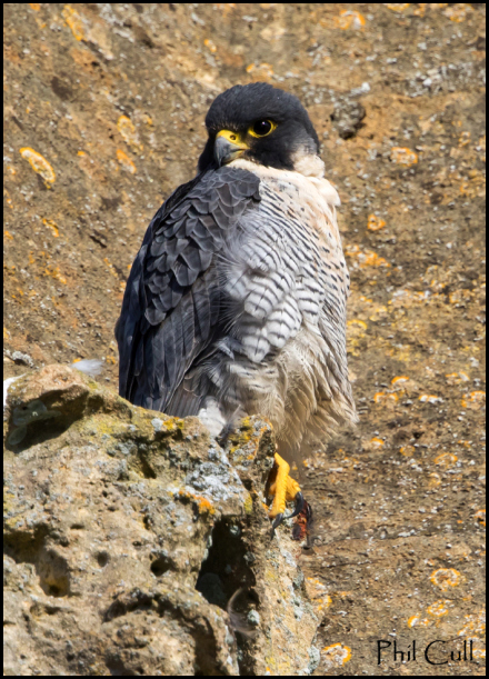 Peregrine 020219