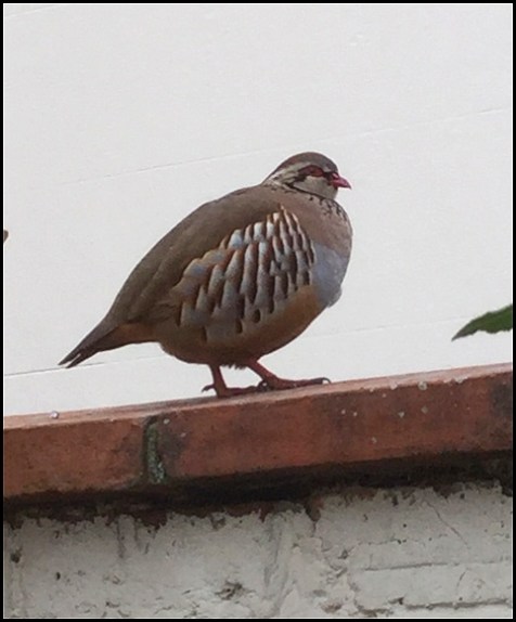 Red-legged Partridge 120219