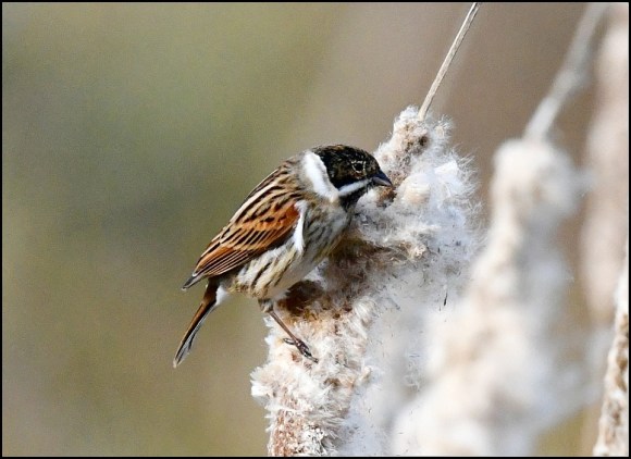 Reed Bunting 130219
