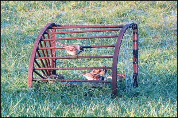 Reed Buntings 160219