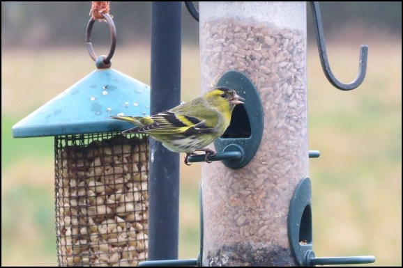Siskin 180219