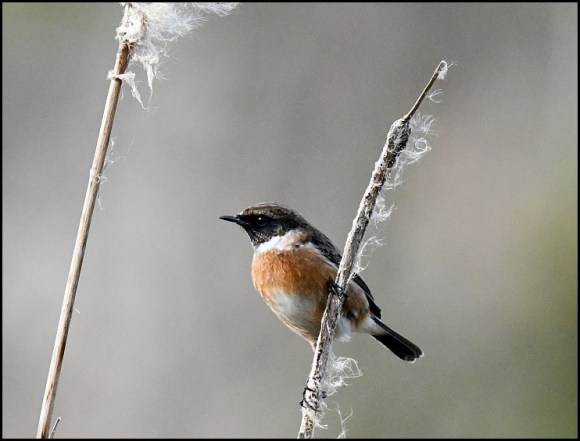 Stonechat 130219