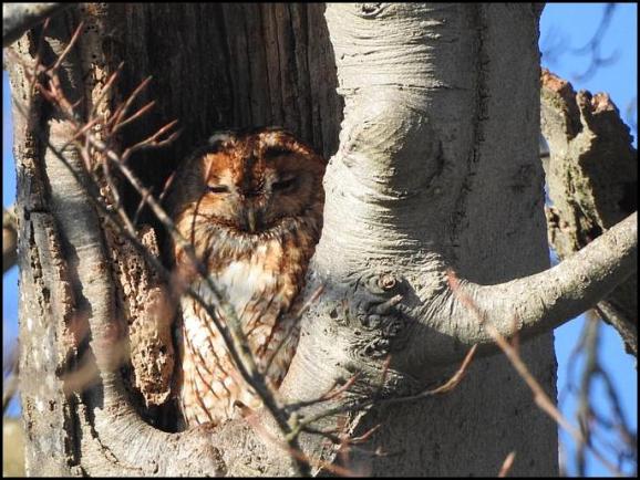 Tawny Owl 140219