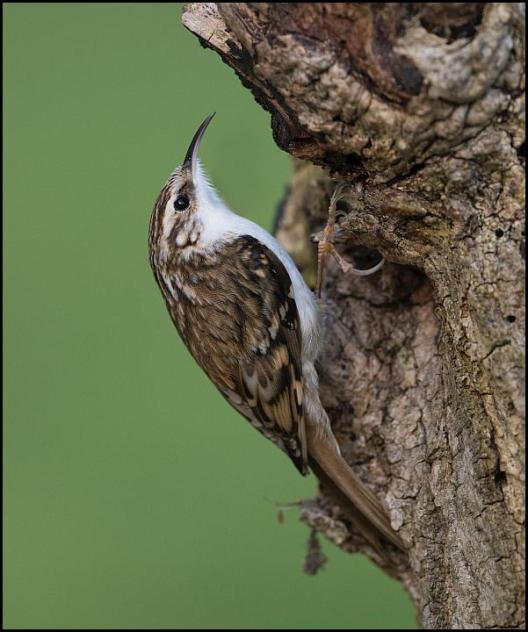 Treecreeper 110219