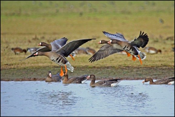 White-fronted Geese 060219