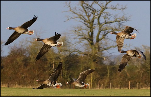 White-fronted Geese 170219