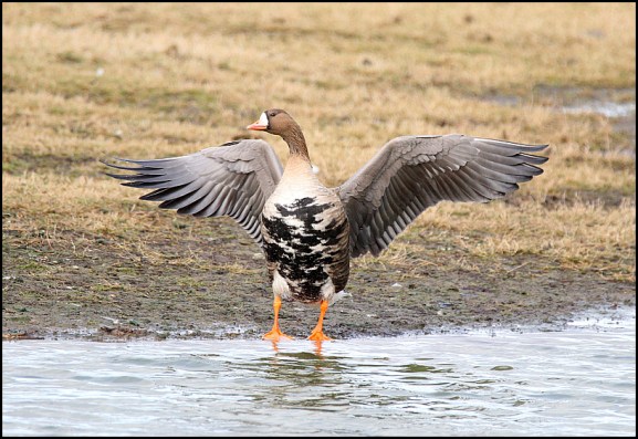 White-fronted Goose 120219
