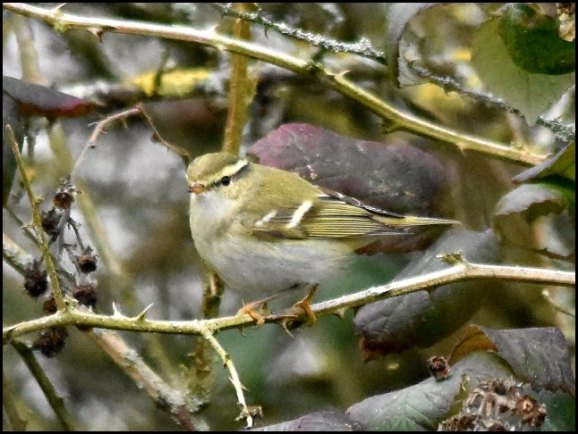 Yellow-browed Warbler 110219
