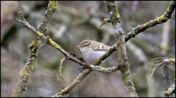 Yellow-browed Warbler 120219