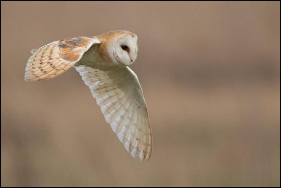 Barn Owl 180319