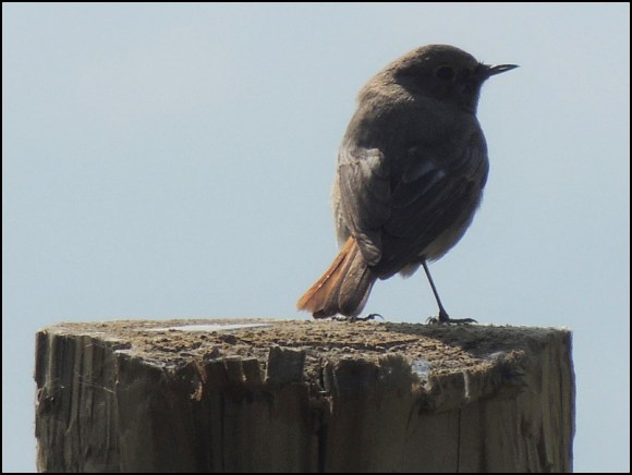 Black Redstart 300319 2