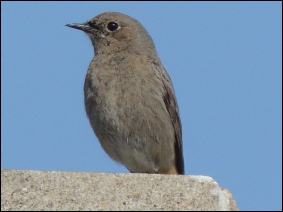 Black Redstart 300319 3