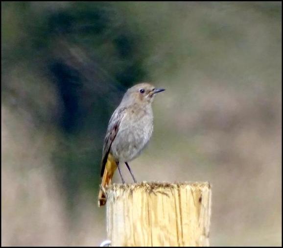 Black Redstart 300319