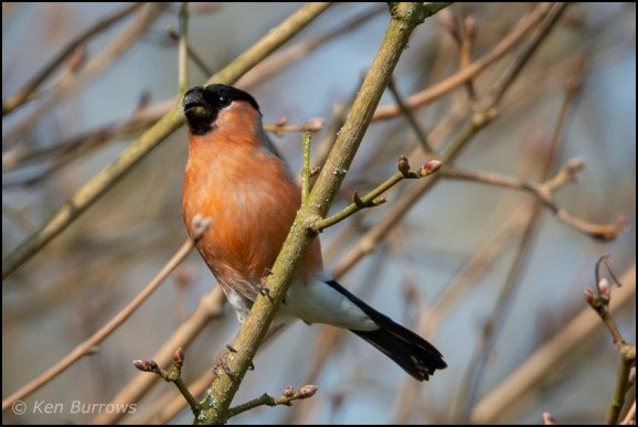 Bullfinch 300319