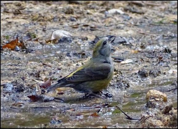 Crossbill 140319