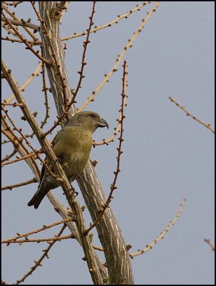 Crossbill f 110319