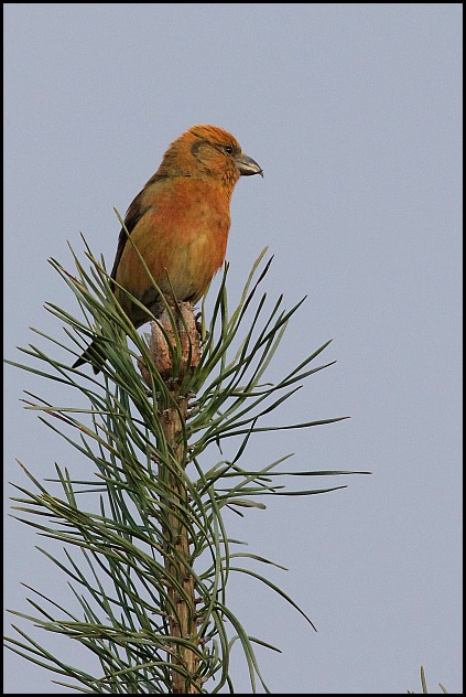 Crossbill m 110319
