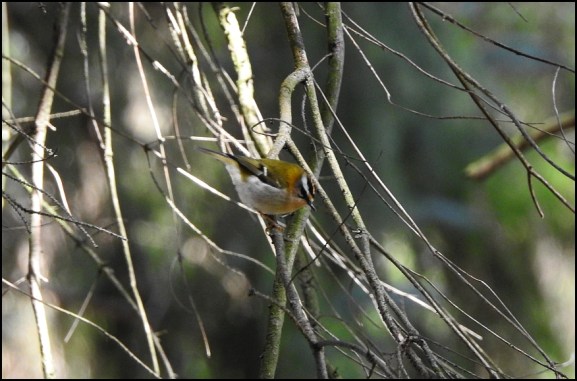 Firecrest 250319