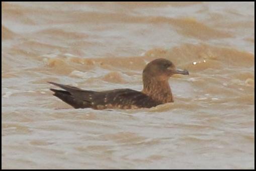 Great Skua 230319