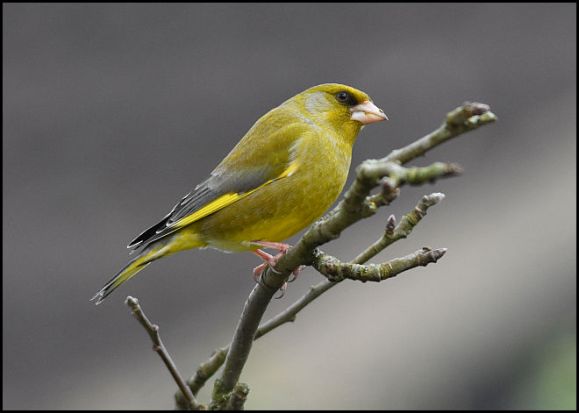 Greenfinch 130319