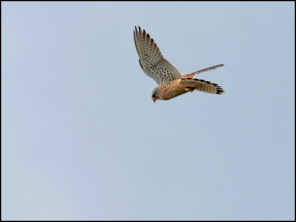 Kestrel 260319