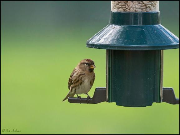 Lesser Redpoll 170319