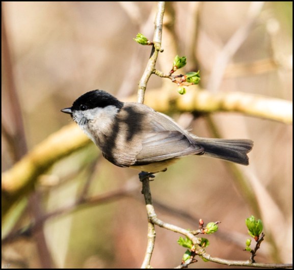 Marsh Tit 240319