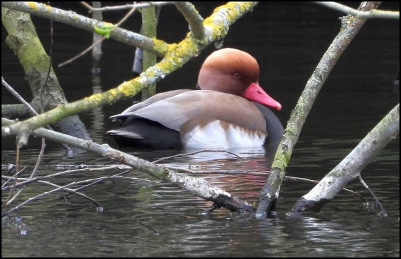 Red Crested Pochard 220319