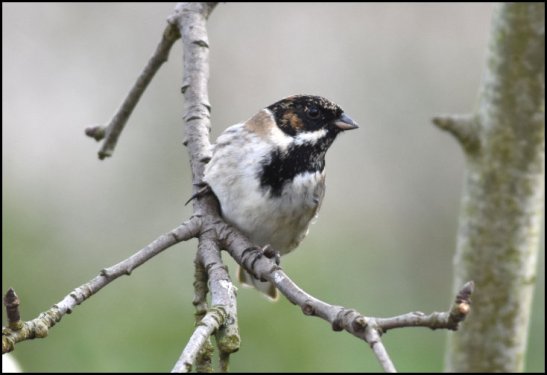 Reed Bunting 020319