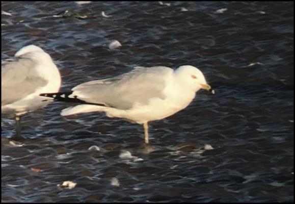 Ring-billed Gull 260319