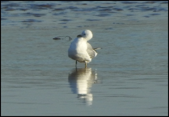 Ring-billed Gull 280319 1