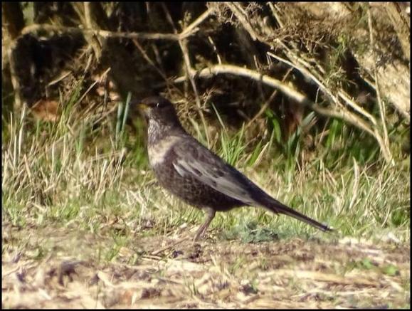 Ring Ouzel 280319