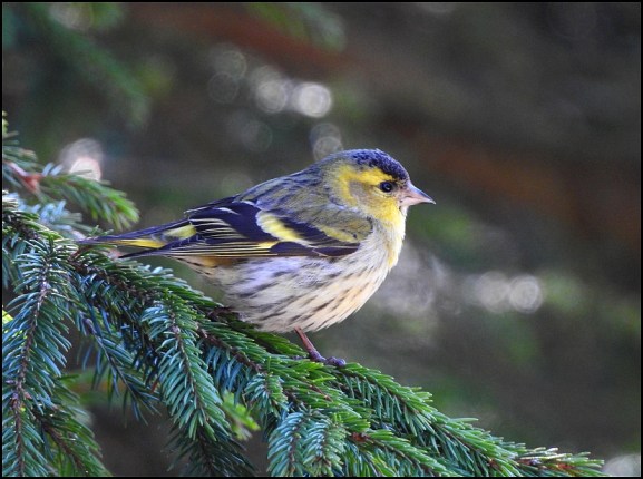 Siskin 250319