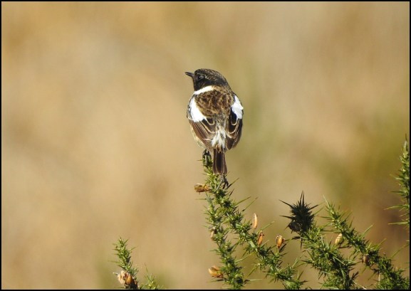 Stonechat 250319