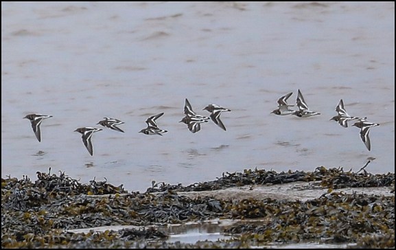 Turnstones 210319