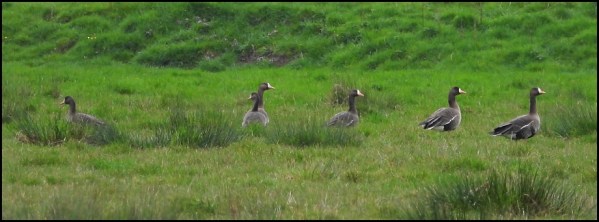 White-fronted Geese 210319