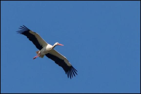 White Stork 250319