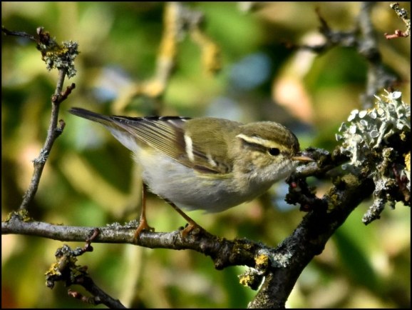 Yellow-browed Warbler 050319