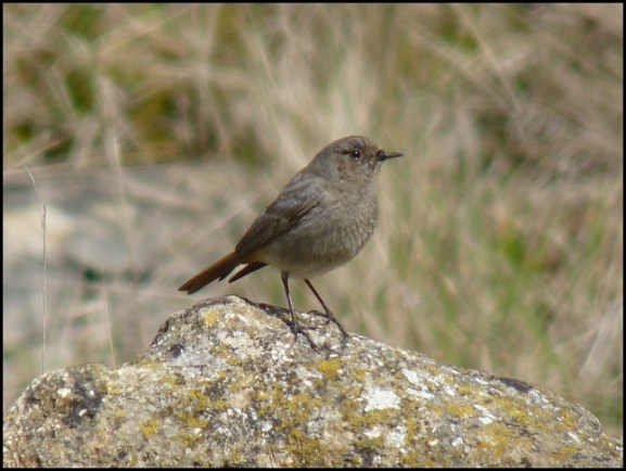 Black Redstart 100419